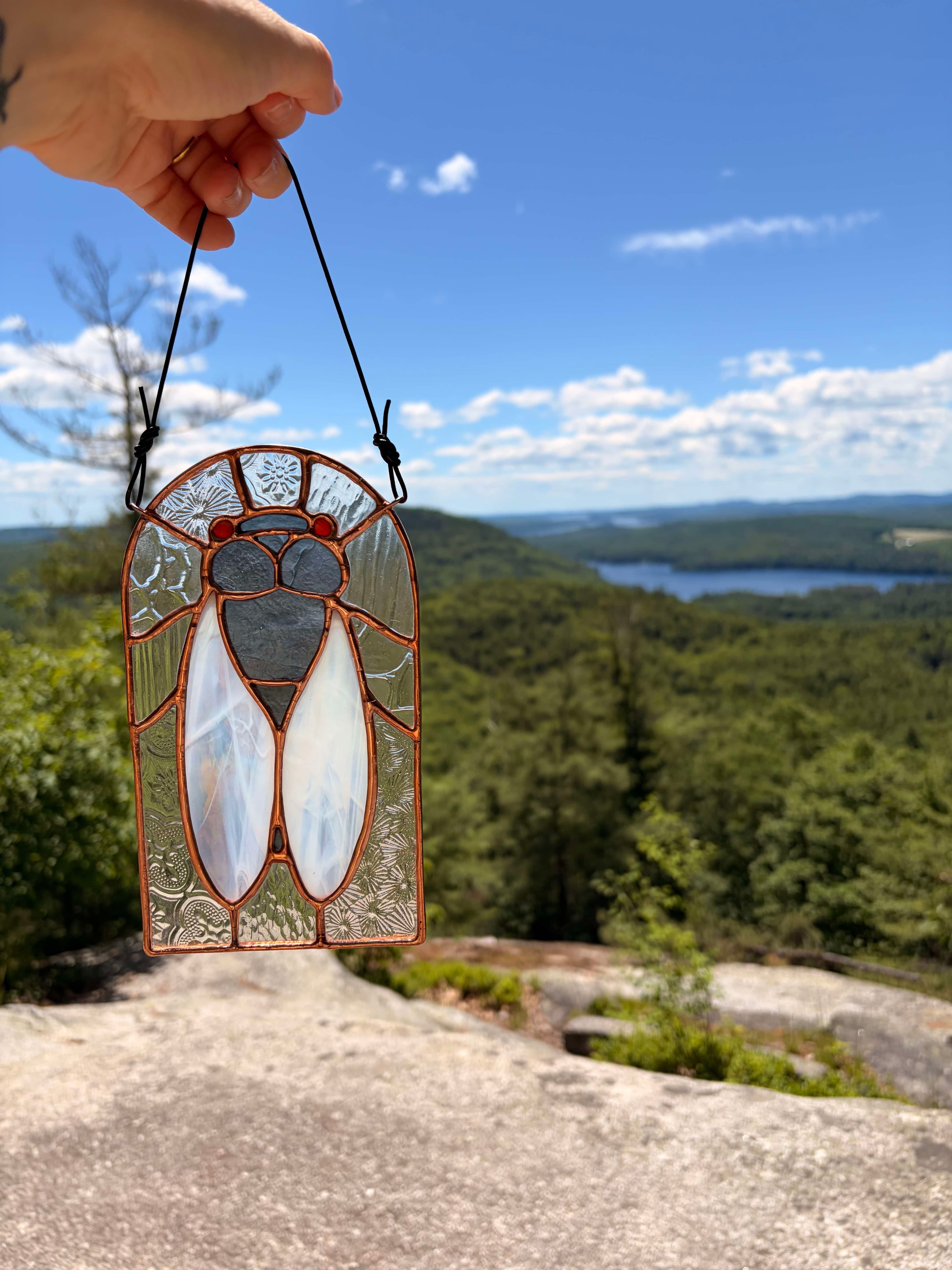 Cicada